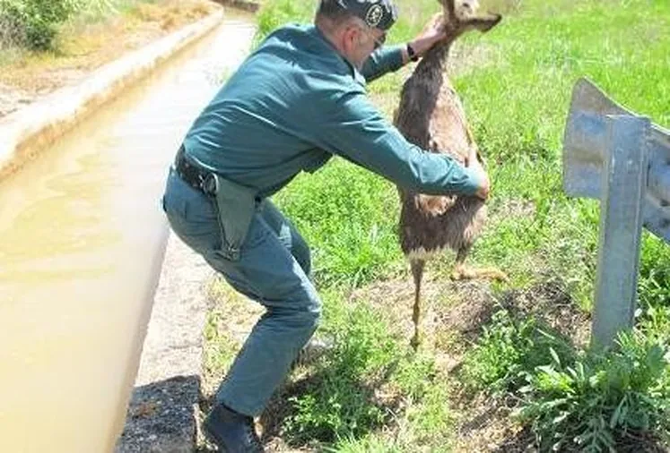 El Seprona rescata a un corzo que se estaba ahogando