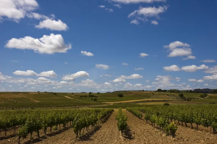 Comienza, con retraso, la vendimia en la Ribera