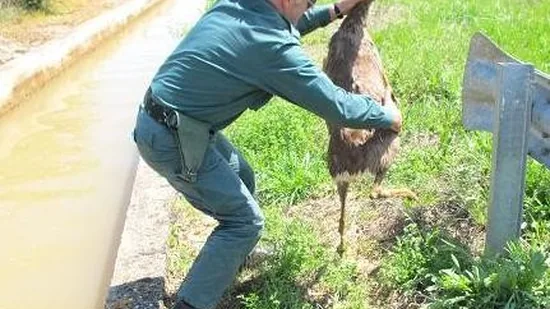 El Seprona rescata a un corzo que se estaba ahogando