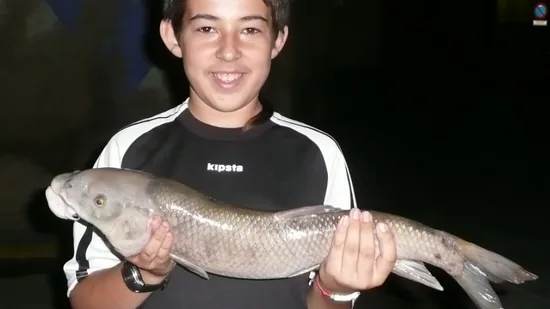 Un barbo gigantesco en las aguas del Duero