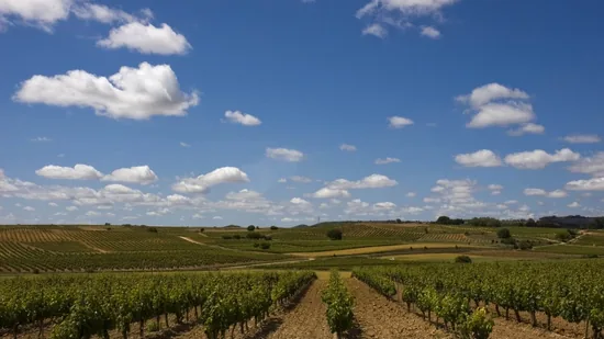 La Ruta del Vino marcada como accesible según Predif
